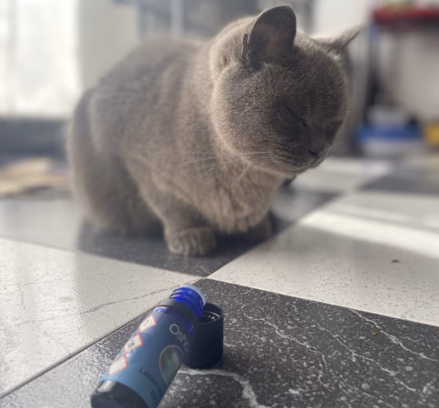 IMG_8721 zoofarmacognosis aplicada aceites gato