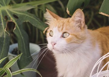 gatos y plantas toxicas